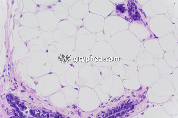 Glande mammaire au repos x100 - gryphea.com